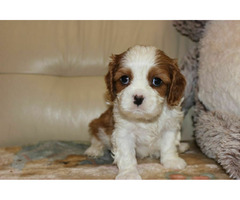 Cavalier King Charles Spaniel szczeniaczki ZKwP po CH.PL. - 5