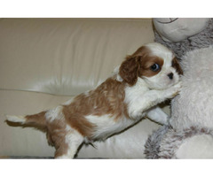 Cavalier King Charles Spaniel szczeniaczki ZKwP po CH.PL. - 6