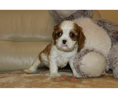 Cavalier King Charles Spaniel szczeniaczki ZKwP po CH.PL. - 7