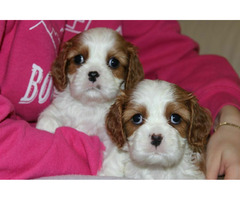 Cavalier King Charles Spaniel szczeniaczki ZKwP po CH.PL. - 8