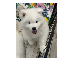 Samoyed Samojed FCI / ZKwP szczeniak do odbioru po 10 grudnia