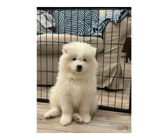 Samoyed Samojed FCI / ZKwP szczeniak do odbioru po 10 grudnia