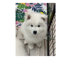 Samoyed Samojed FCI / ZKwP szczeniak do odbioru po 10 grudnia