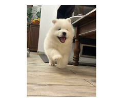 Samoyed Samojed FCI / ZKwP szczeniak do odbioru po 10 grudnia