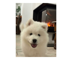 Samoyed Samojed FCI / ZKwP szczeniak do odbioru po 10 grudnia