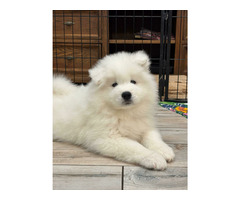 Samoyed Samojed FCI / ZKwP szczeniak do odbioru po 10 grudnia - 6