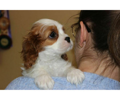 Cavalier King Charles Spaniel-szczeniaczek ZKwP