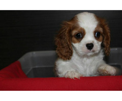 Cavalier King Charles Spaniel-szczeniaczek ZKwP