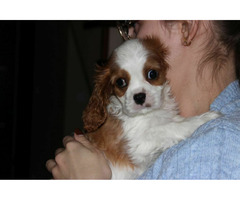 Cavalier King Charles Spaniel-szczeniaczek ZKwP