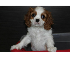 Cavalier King Charles Spaniel-szczeniaczek ZKwP