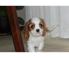 Cavalier King Charles Spaniel-szczeniaczek ZKwP
