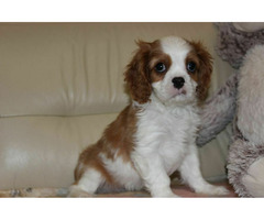 Cavalier King Charles Spaniel-szczeniaczek ZKwP - 6