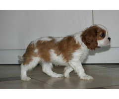 Cavalier King Charles Spaniel-szczeniaczek ZKwP - 7