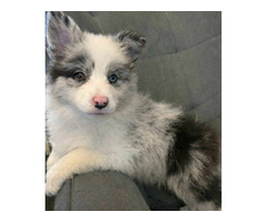 Border collie Szczenięta , Gotowe do odbioru