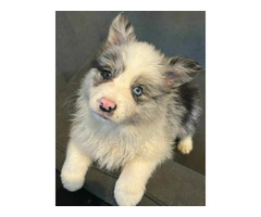 Border collie Szczenięta , Gotowe do odbioru