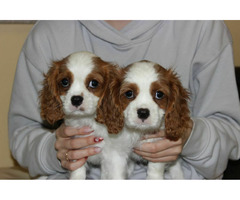 Cavalier King Charles Spaniel-szczeniaczek ZKwP