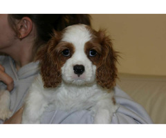 Cavalier King Charles Spaniel-szczeniaczek ZKwP