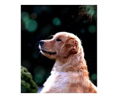 GOLDEN RETRIEVER-złote, ZKwP/FCI, typ amerykański