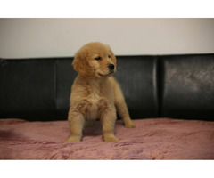 GOLDEN RETRIEVER-złote, ZKwP/FCI, typ amerykański