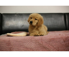 GOLDEN RETRIEVER-złote, ZKwP/FCI, typ amerykański