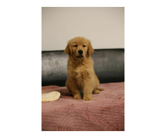 GOLDEN RETRIEVER-złote, ZKwP/FCI, typ amerykański