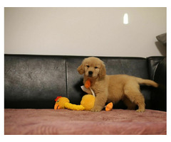 GOLDEN RETRIEVER-złote, ZKwP/FCI, typ amerykański