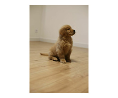 GOLDEN RETRIEVER-złote, ZKwP/FCI, typ amerykański - 6