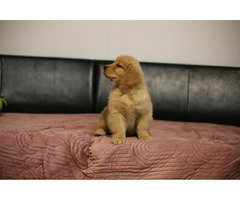 GOLDEN RETRIEVER-złote, ZKwP/FCI, typ amerykański - 7