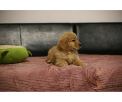 GOLDEN RETRIEVER-złote, ZKwP/FCI, typ amerykański - 8