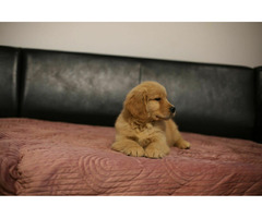 GOLDEN RETRIEVER-złote, ZKwP/FCI, typ amerykański - 11