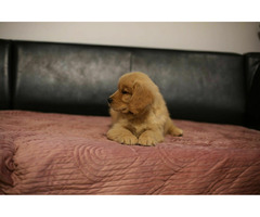 GOLDEN RETRIEVER-złote, ZKwP/FCI, typ amerykański - 12