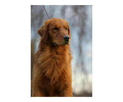 GOLDEN RETRIEVER-złote, ZKwP/FCI, typ amerykański - 13
