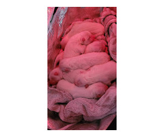 Szczenięta Samoyed ZKwP / FCI - odbiór koniec marca / kwietnia