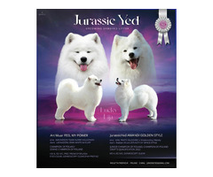 Szczenięta Samoyed ZKwP / FCI - odbiór koniec marca / kwietnia