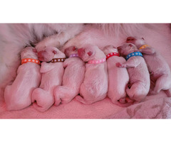 Szczenięta Samoyed ZKwP / FCI - odbiór koniec marca / kwietnia