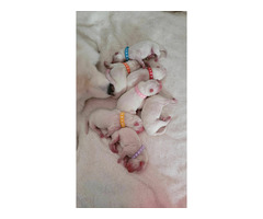 Szczenięta Samoyed ZKwP / FCI - odbiór koniec marca / kwietnia