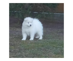SAMOYED pieski I suczki