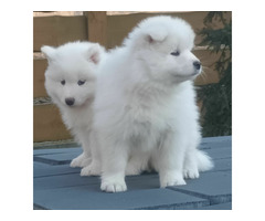 SAMOYED pieski I suczki