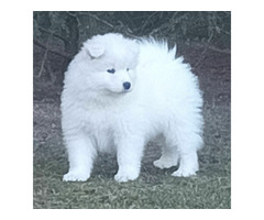 SAMOYED suczki i pieski