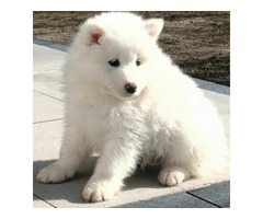 SAMOYED suczki i pieski