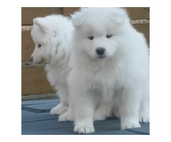 SAMOYED suczki i pieski