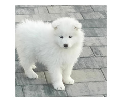 SAMOYED suczki i pieski