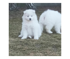 SAMOYED suczki i pieski