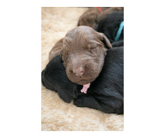 Flat Coated Retriever