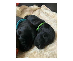 Flat Coated Retriever