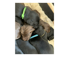 Flat Coated Retriever