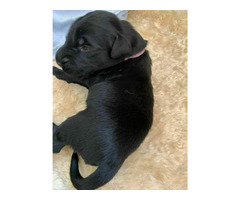 Flat Coated Retriever