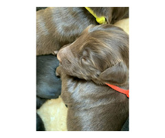 Flat Coated Retriever