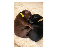 Flat Coated Retriever - 7