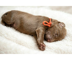 Flat Coated Retriever - 8